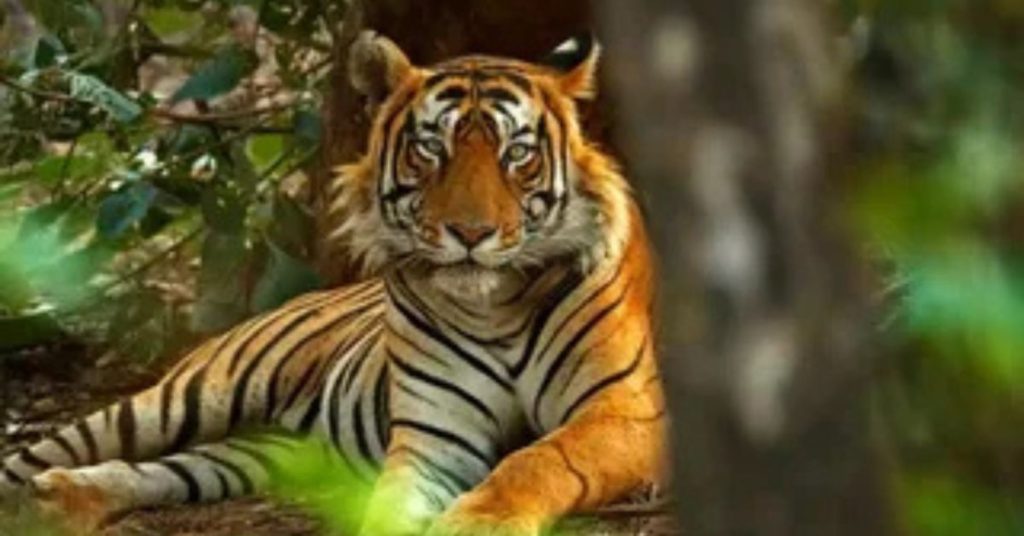 International Tiger Day