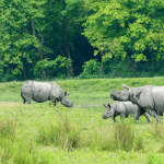 Rhino in Assam