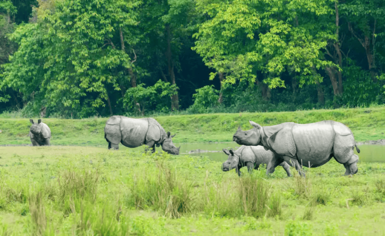 Rhino in Assam