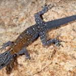New Gecko Species