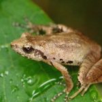 new bush frog in Meghalaya