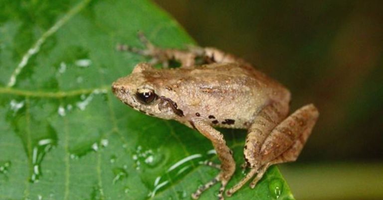 new bush frog in Meghalaya