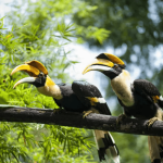 Hornbill Conservation India
