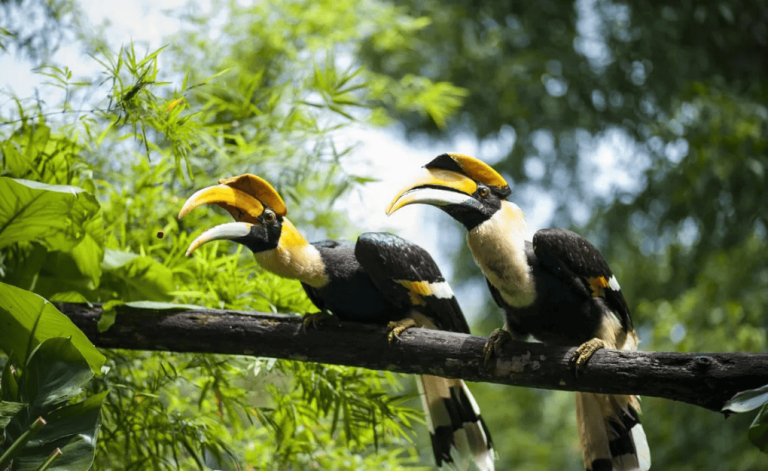 Hornbill Conservation India
