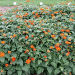 Lantana Camara Invasion
