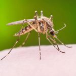 Smart Mosquito Surveillance System