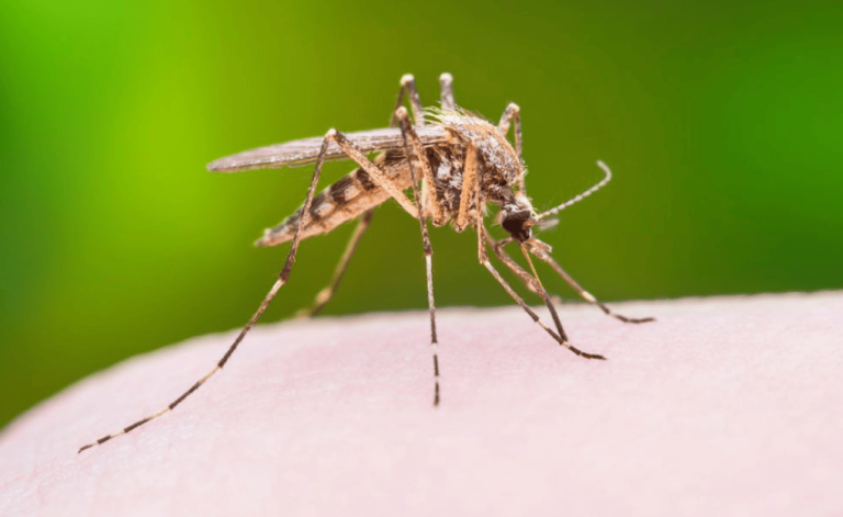 Smart Mosquito Surveillance System Revolutionises Vector Control in Andhra Pradesh Foodgrain Production Target Smart Mosquito Surveillance System