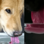 How dogs drink water