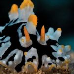 Wart Sea Slug Species