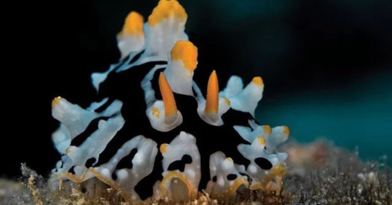 Wart Sea Slug Species