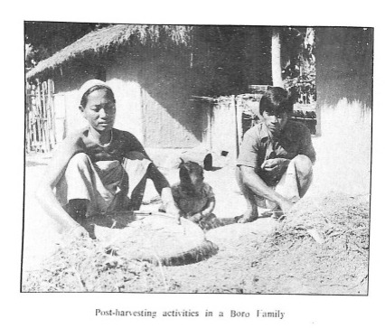 The Bodo-Kachari Tribe of Assam: Culture, Identity, and Evolution Ankush Panghal The Bodo-Kachari Tribe