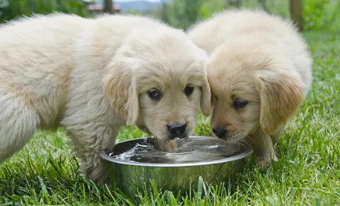 How dogs drink water
