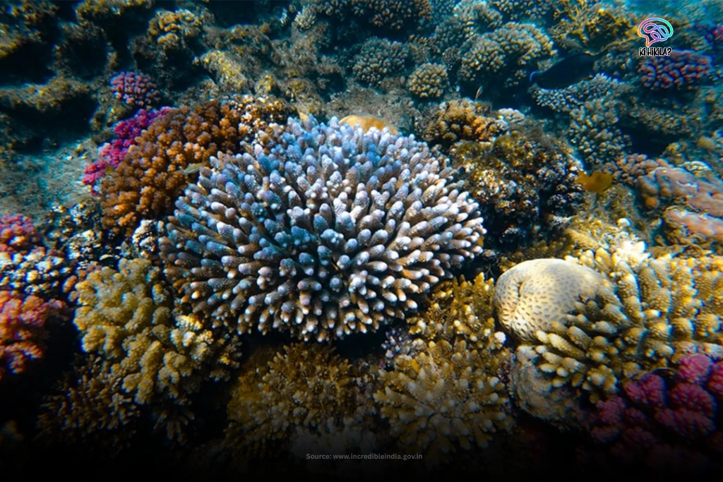Lakshadweep: A Complete Guide to India’s Coral Paradise, Culture, and Islands A vibrant underwater scene of a multi-colored coral reef teeming with life in the clear waters of the Lakshadweep islands.