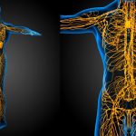 The Human Nervous System