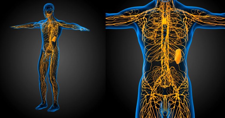 The Human Nervous System