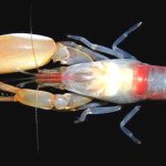 Pistol Shrimp