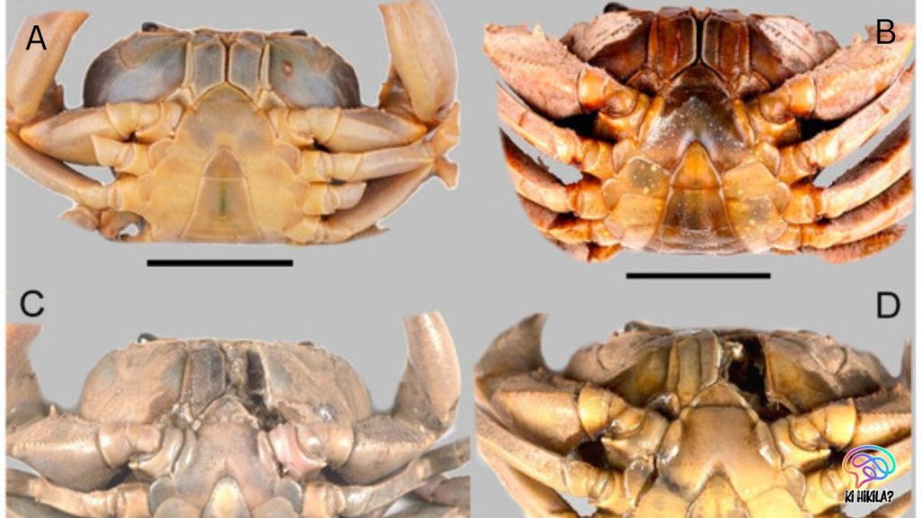 Newly Discovered Freshwater Crab Species in Western Ghats Freshwater Crab Species