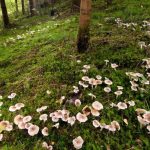 Mycorrhizal Fungi