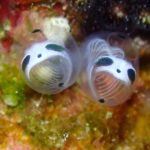 Panda-Like Sea Squirt