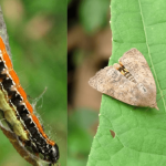 Eco-Friendly Virus Controls Teak Pest