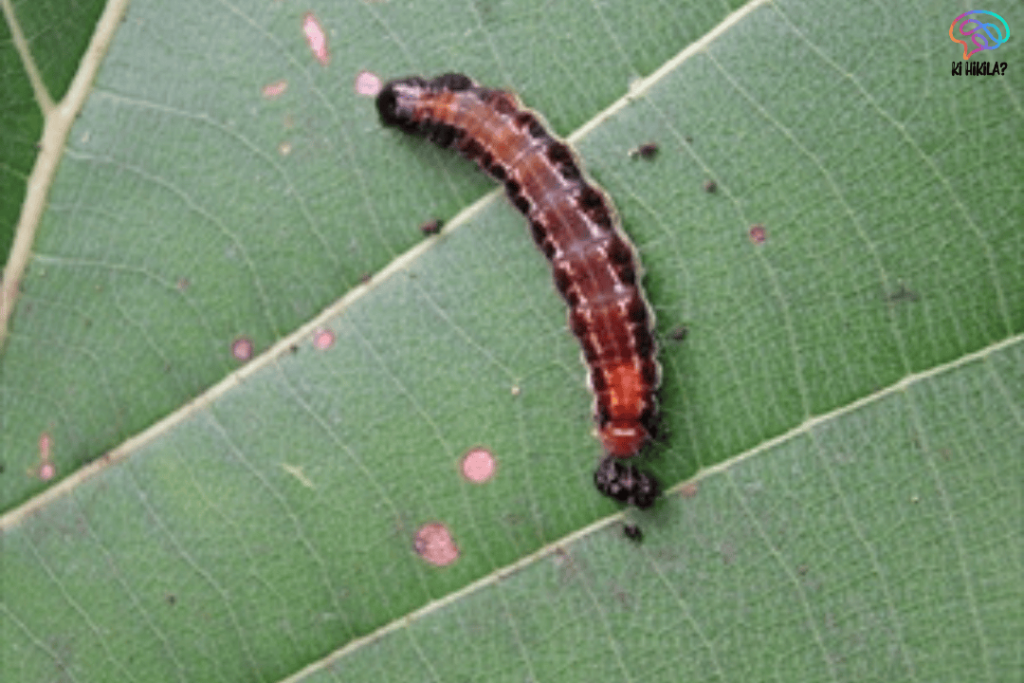 Eco-Friendly Virus