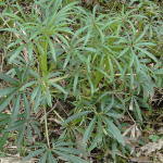 Heptapleurum Assamicum