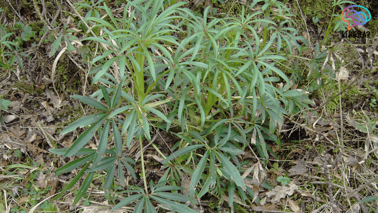 Heptapleurum Assamicum