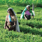 Assam Tripura Development