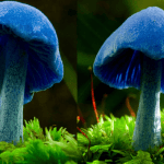 Blue Pinkgill Mushroom