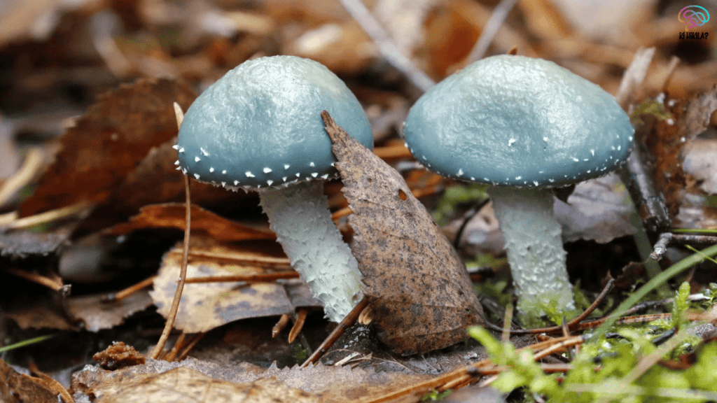 Blue Pinkgill Mushroom