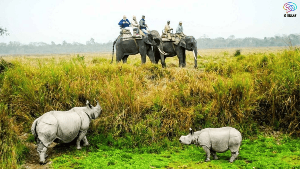 National Parks in Assam 2025: Exploring Eight Ecological Wonders National Parks in Assam 2025