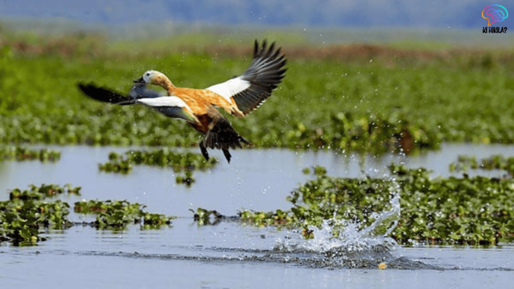National Parks in Assam 2025: Exploring Eight Ecological Wonders National Parks in Assam 2025