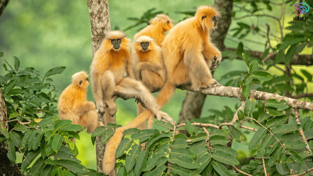 National Parks in Assam 2025: Exploring Eight Ecological Wonders National Parks in Assam 2025