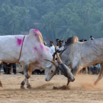Legalizing Bull Fighting in Goa