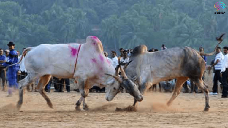 Legalizing Bull Fighting in Goa