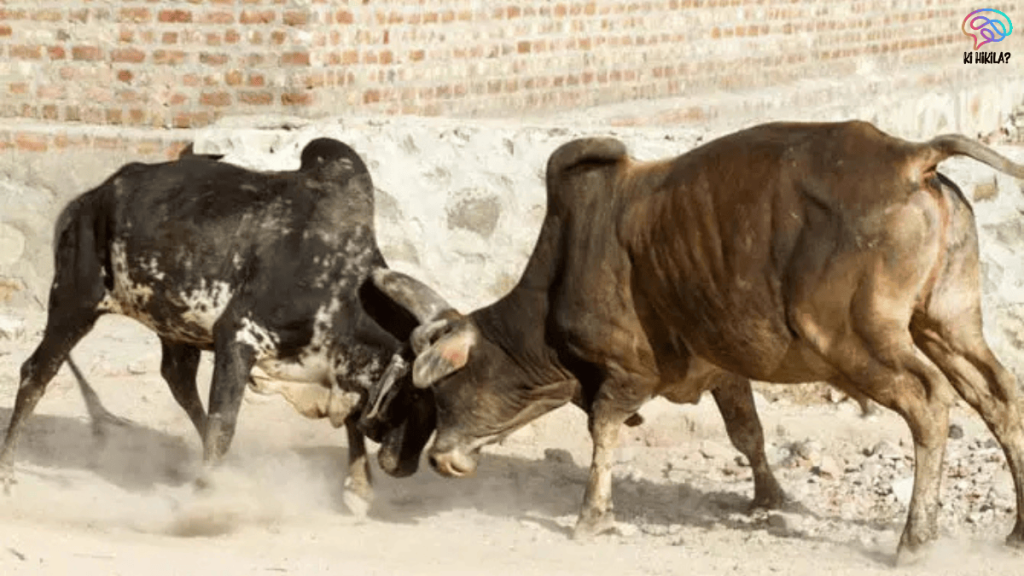 Legalizing Bull Fighting in Goa