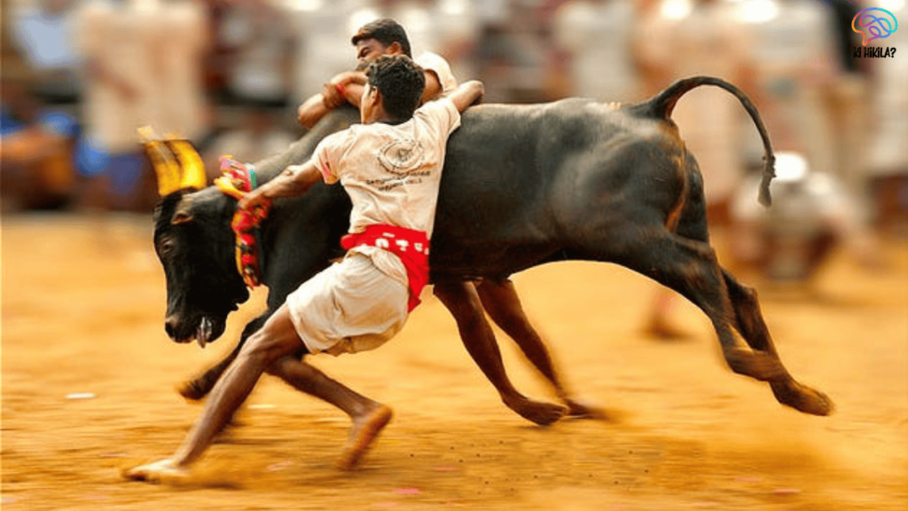 Legalizing Bull Fighting in Goa