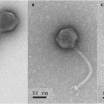 PelV-1 Virus Discovery