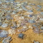 Jellyfish Swarms Nuclear Power Plants