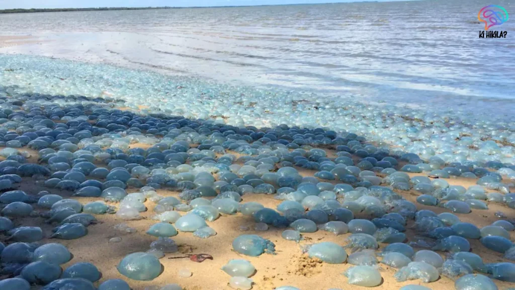 Jellyfish Swarms Nuclear Power Plants