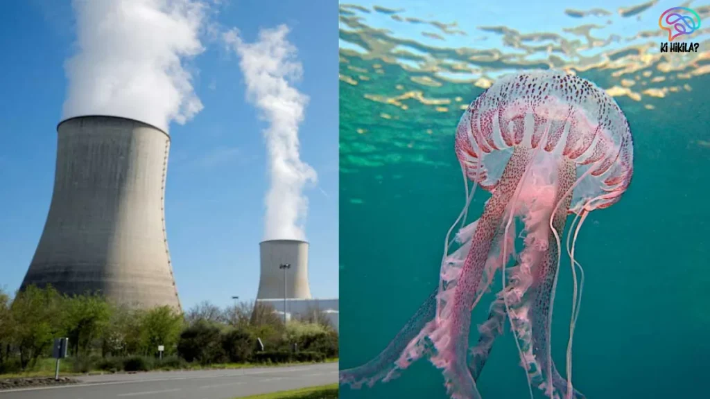 Jellyfish Swarms Nuclear Power Plants
