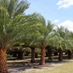 Indian Phoenix Palms