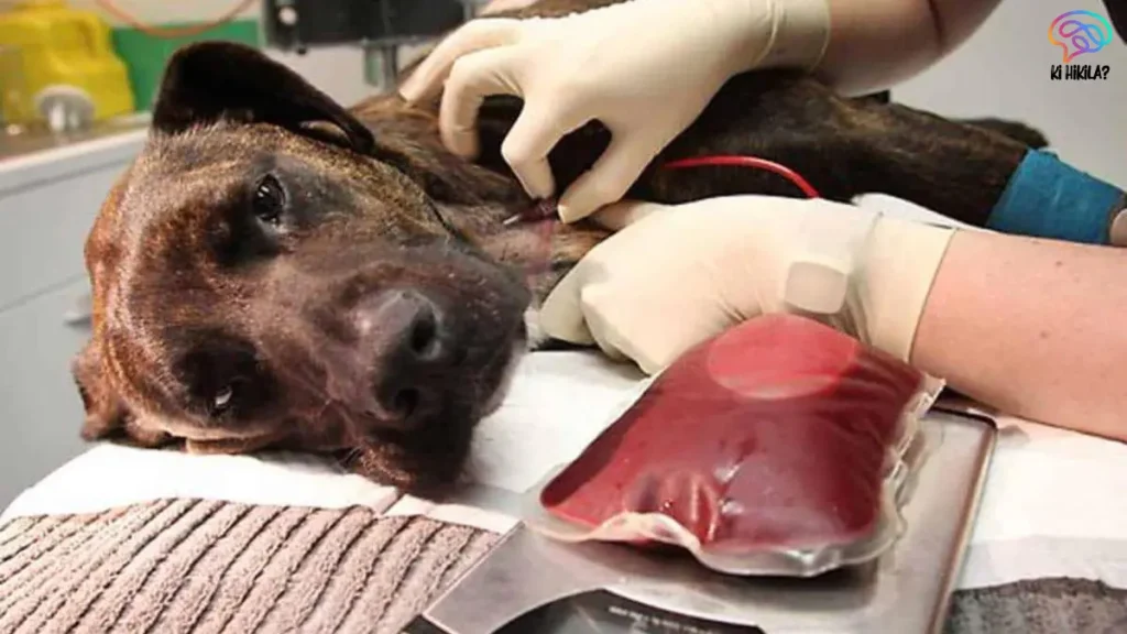 Veterinary Blood Transfusion Guidelines