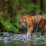 Kaziranga Tiger Density
