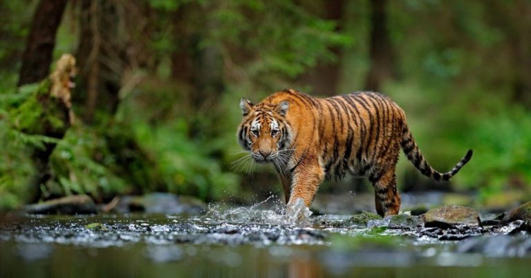 Kaziranga Tiger Density
