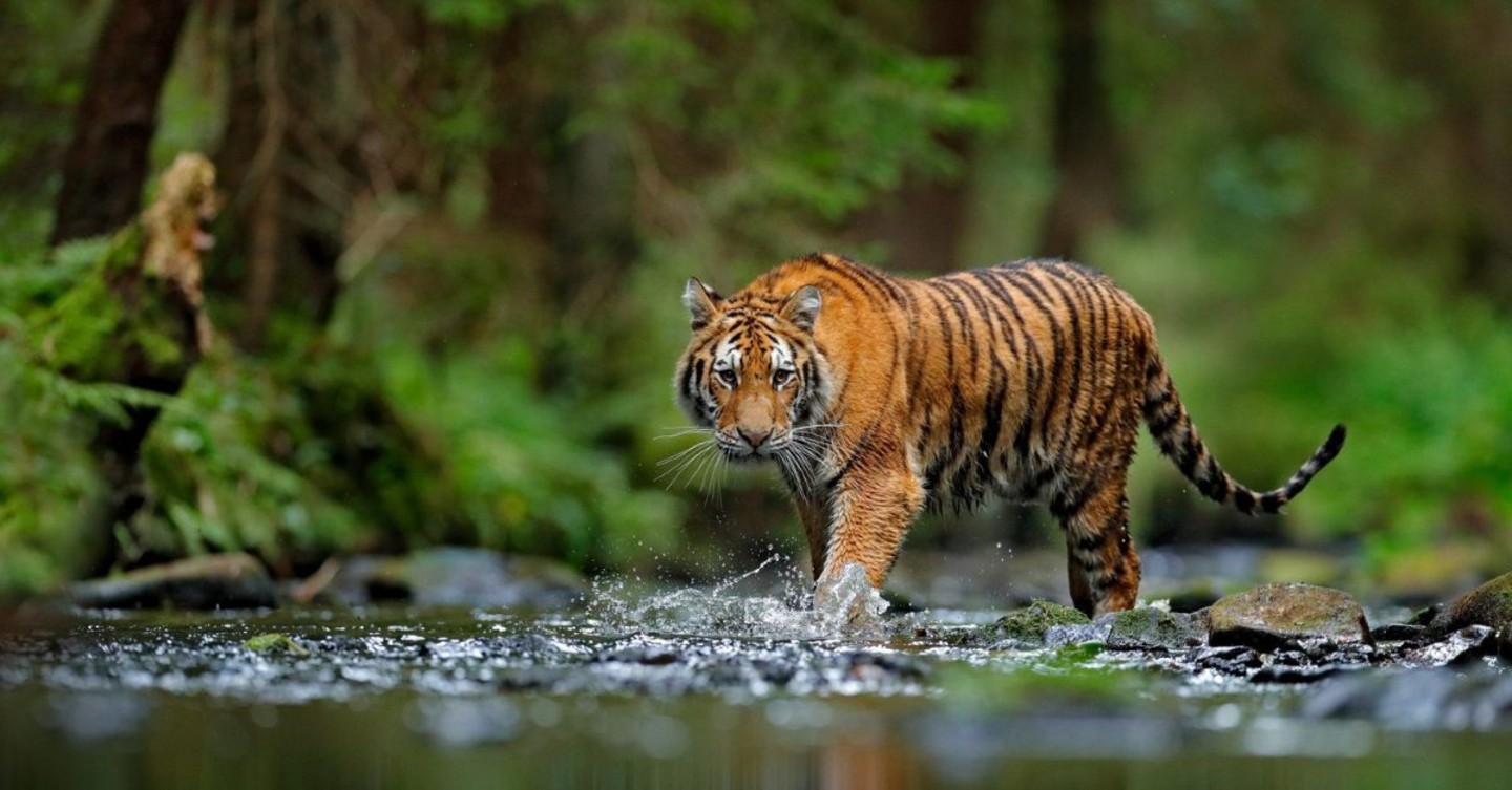 Kaziranga Tiger Density