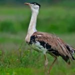 Great Indian Bustard