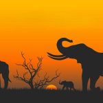 Silhouette of elephants walking at sunset, symbolizing the message of World Elephant Day.