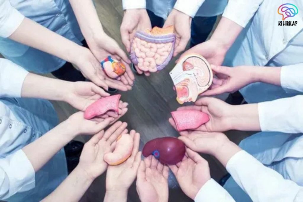 World Organ Donation Day – A Life-Saving Awareness Mission AAU Jorhat Faculty Recruitment Medical professionals holding anatomical models of human organs in a circle, symbolizing the life-saving message of World Organ Donation Day.