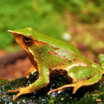 Darwin’s Frog